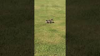 🐶 Miniature Schnauzer Puppies Playing Outside [upl. by Lemyt]