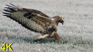 Raufußbussard  Roughlegged Buzzard Jagend Hunting [upl. by Rumilly707]