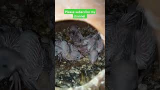 Java birds chicks birds shortsfeed viralshort youtubeshorts [upl. by Raclima]