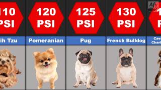 Comparison Dog Bite Force  Which Dog Breed has the Strongest Bite [upl. by Milo]