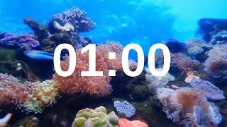 1 Minute Timer Relaxing Music Lofi Fish Background [upl. by Aittam927]