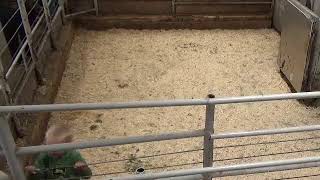 Gladstone Auction Mart Live Stream [upl. by Ecilahc]