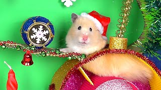 Christmas Tree Maze and Present for Funny Hamster [upl. by Goulden578]