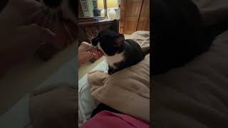 purrs catpurring blackandwhitecats travelpetsitting travelpetsitter catsitting [upl. by Seavir]