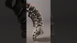 vertebrae anatomy  vertebrae bones foryou shorts [upl. by Angle]