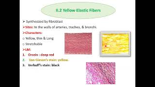 Histopathological techniques Connective tissue staining and clinical applications [upl. by Olympia]