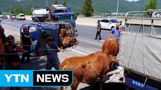 고속도로에서 소 실은 화물트럭 넘어져  YTN Yes Top News [upl. by Gainer]