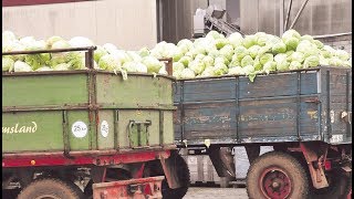 So wird Sauerkraut hergestellt  Hengstenberg in Fritzlar [upl. by Eelamme]