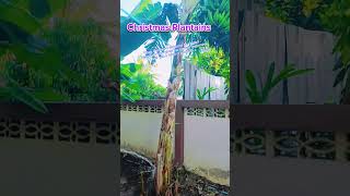 When will these plantains be ready Me Early January shortvideo food viralvideo youtubeshorts [upl. by Stila80]