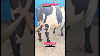 डेन्मार्क 40116 सिमेनची गाई 35 लिटर दूध shorts hfcow दूधव्यवसाय dairyfarm सांगोलाबाजार [upl. by Coucher13]