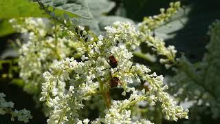 Tiger Longhorned Beetle Visits Giant Knotweed Flowers [upl. by Ayerdna]