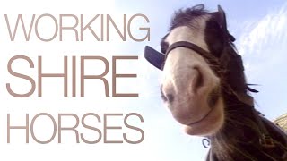 Working Shire Horses [upl. by Kenzi497]