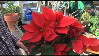 How to Get Poinsettias to Bloom [upl. by Curtice406]