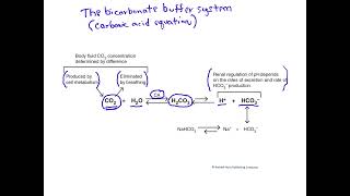 The bicarbonate buffer system [upl. by Aneliram]