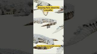 Amazing facts about the crocodile 🐊facts shorts crocodile animals trending [upl. by Enitsirt130]