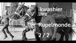 Jaarmarkt Rupelmonde 22 met keuring Belgische trekpaarden en BWP rijpaarden  ikwashierlive [upl. by Nahttam]