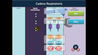 Óxido Reducción 5⚡️Cadena Respiratoria [upl. by Roseline]