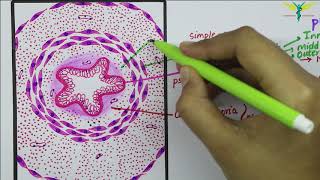 Histology of Vas Deferens \ Ductus Deferens [upl. by Dorolisa107]