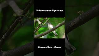 🐦 Female Yellowrumped Flycatcher at Jurong Lake Gardens [upl. by Etnaid]