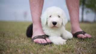 Wallace  Old English Sheepdog Puppy [upl. by Egnalos]