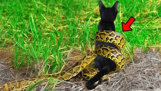 Venomous Snake Twists A Pregnant Cat Then The Unbelievable Happens [upl. by Forcier]