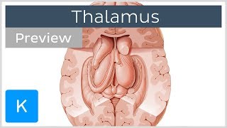 Thalamus Structure and function preview  Human Neuroanatomy  Kenhub [upl. by Ahsinid712]