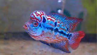 Beautiful kamfa flowerhorn fish tank [upl. by Leroj]