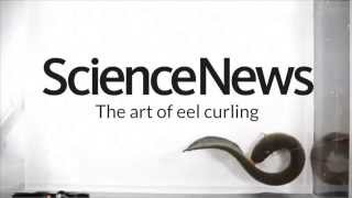 The art of eel curling  Science News [upl. by Senecal127]