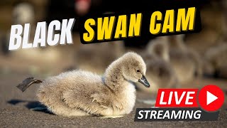 Black Swan Cam Dawlish Sponsored by Oakcliff Holiday Park [upl. by Drofkcor]