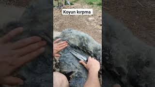 koyun koyun koç kırkma [upl. by Emirak]