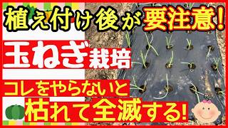 玉ねぎは定植した後が超重要！元気に育てる為にやるべき３つの事【初心者・タマネギの育て方】 [upl. by Oralla145]