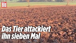 Aggressives Wildschwein geht auf Radfahrer los [upl. by Melamie287]