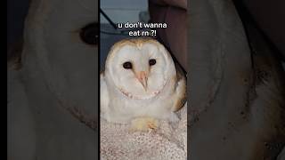 Day 52 wo bgm as requested byxenobladevandham 🥰💖 owl sunday birds mother fluffy [upl. by Nevlin]