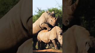 Rhinoceros meet after a long time  rhinocerosshorts rhinocerosattacks trendingshorts [upl. by Thorstein846]