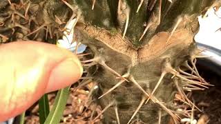 Pachypodium Up Close Crested Madagascar Palm [upl. by Fanchet382]