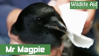 Magpie bites the hand of Simon Cowell [upl. by Tsenre352]