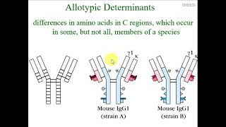 Isotypic Allotypic and Idiotypic determinants of antibodies [upl. by Aivax]