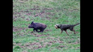 CHASSE SANGLIER FERME et Bat leau [upl. by Dag]