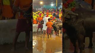 Kambala Start Mangalore 20232024 [upl. by Aisile410]