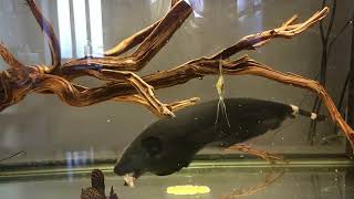 Black Ghost Knifefish Apteronotus albifrons [upl. by Annia]