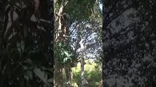 Harvesting Mango pt1 farm philippines [upl. by Eikcuhc]