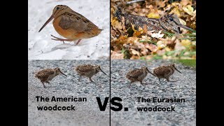 The Differences Between Woodcocks  American VS Eurasian [upl. by Percy]