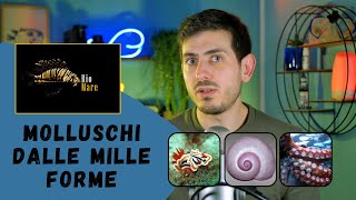 PUO UN PHYLUM DI ANIMALI MARINI ESSERE COSI VARIEGATO  MOLLUSCHI PT2  BIOMARE 14 SUB H2O [upl. by Lupe]