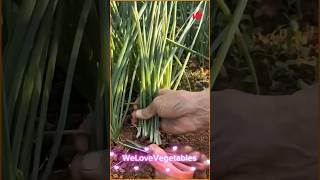 Cutting chives in the vegetable garden Is there too much grass VegetableGrowing GrowyourOwn [upl. by Antonetta]