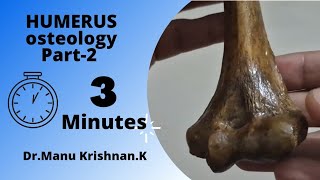 Humerus osteologyPart 3 external features on lower end [upl. by Morville]