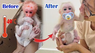 Lucky the Baby Monkey Journey of Growing Up With His Mother [upl. by Aisorbma]