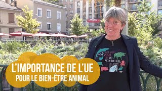 Limportance de lUE pour le bienêtre animal [upl. by Budd82]