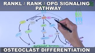 RANKLRANKOPG Signaling Pathway  Osteoclast Differentiation [upl. by Stanley903]