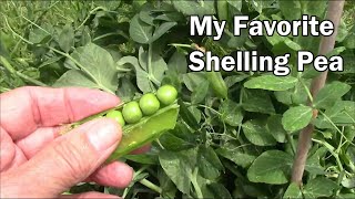 My Favorite Shelling Pea For Our Area  Comparing 3 Types [upl. by Bryon888]