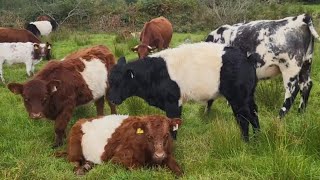 When will I start foddering my Galloway shorthorn cattle regenerative farming in October [upl. by Casabonne983]